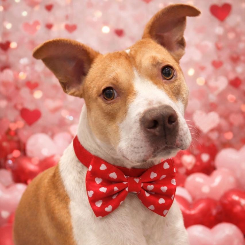 Enlarge Oliver the Pocket Pittie!, a Adoptable mixed breed in Richmond, VA image 1/6