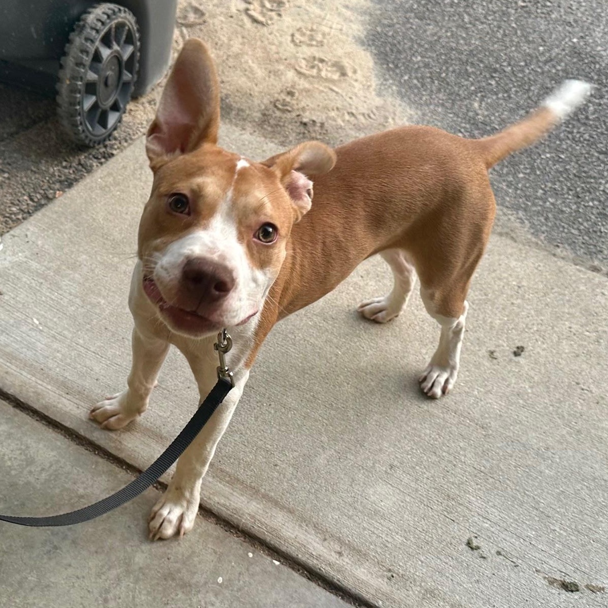Enlarge Oliver the Pocket Pittie!, a Adoptable mixed breed in Richmond, VA image 3/6