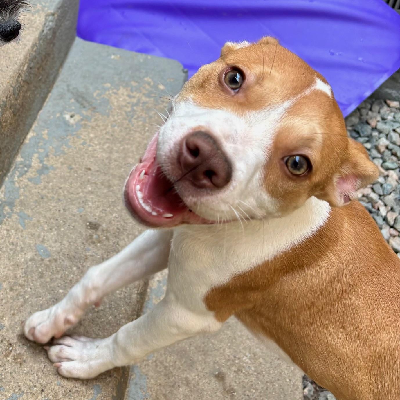 Enlarge Oliver the Pocket Pittie!, a Adoptable mixed breed in Richmond, VA image 6/6