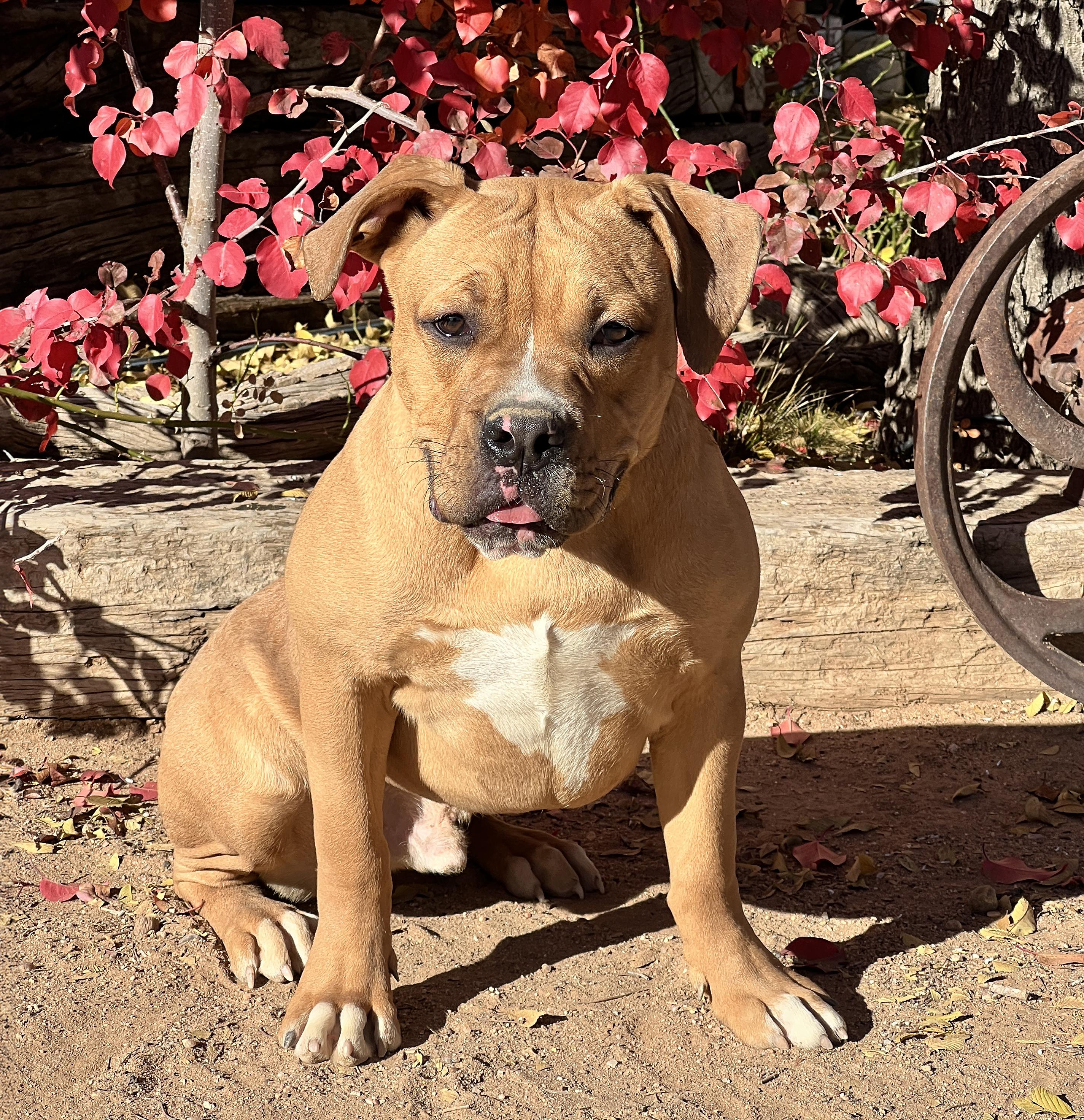 Tantalizing Mr Tatum ~ Teddy Bear Bully LOVER BOY !