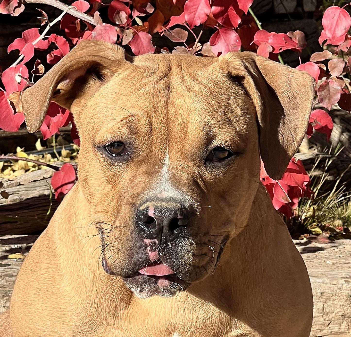 Tantalizing Mr Tatum ~ Teddy Bear Bully LOVER BOY !