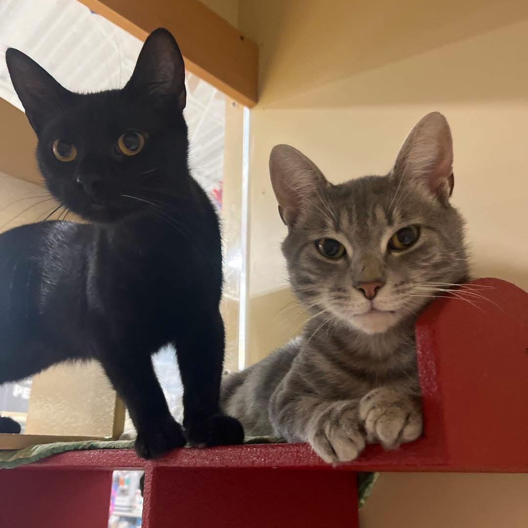 Knight & Prince (bonded), Adoptable, Young Male Domestic Short Hair.