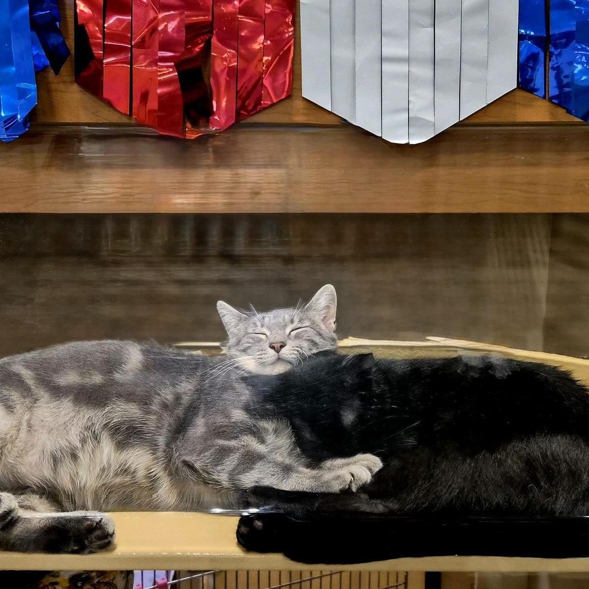 Knight & Prince (bonded), a Adoptable Domestic Short Hair in DeWitt, NY image 2/2