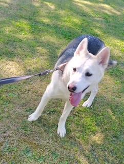 Voodoo Ranger, Adoptable, Young Male Shepherd.