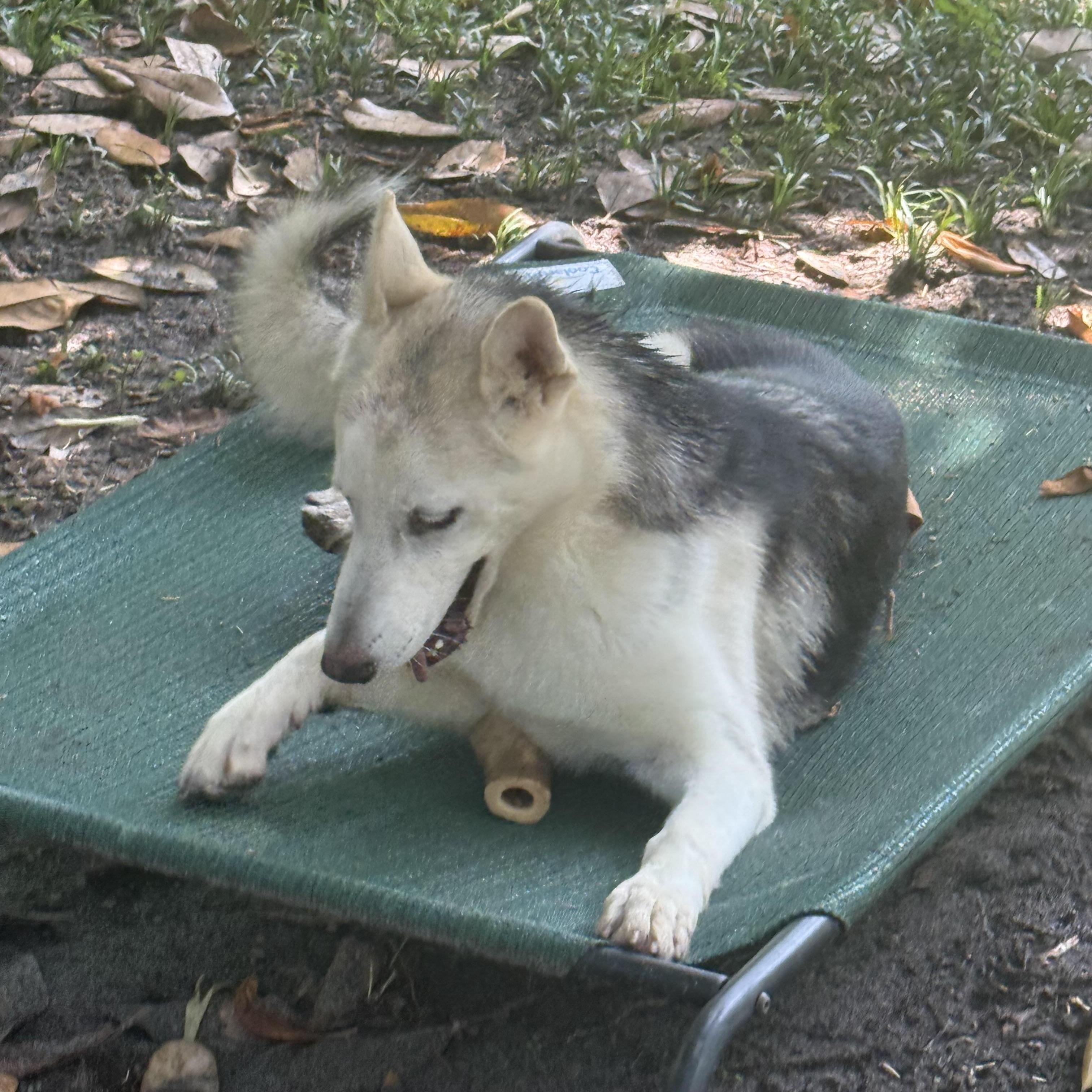 Enlarge Voodoo Ranger, a Adoptable mixed breed in Washington Court House, OH image 4/6