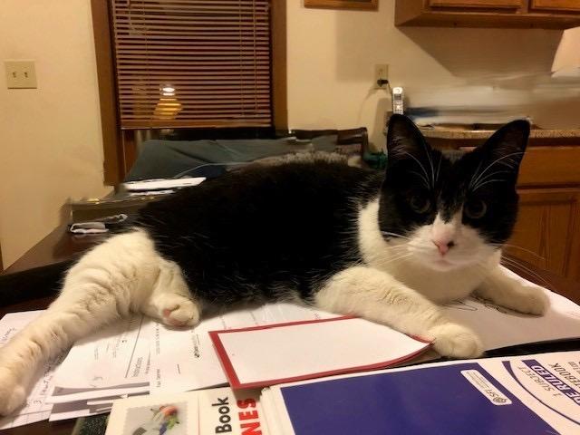 Binky, a Adoptable Domestic Short Hair in Stoughton, WI image 1/2