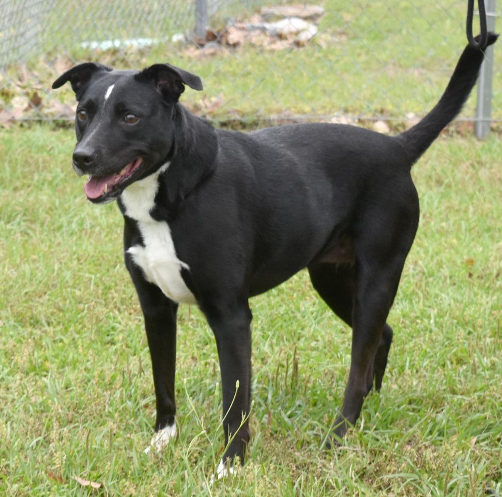 Smudge, a Adoptable mixed breed in Kingsland, GA image 3/4