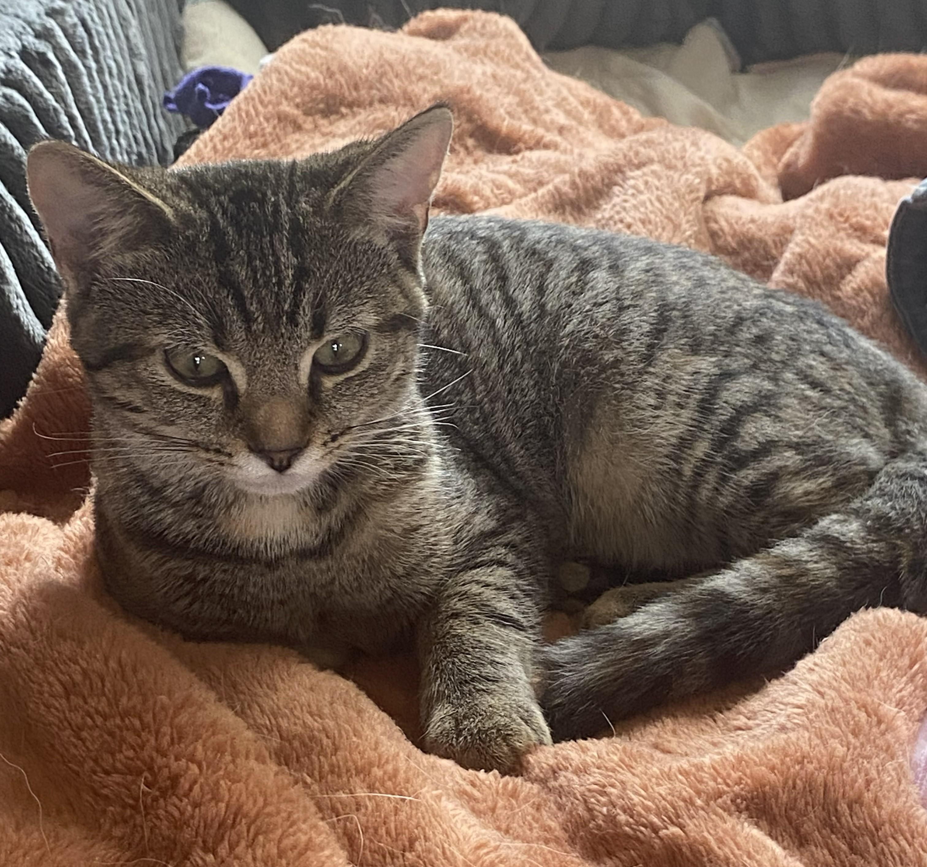 Cassie & Carly, Adoptable, Young Female Domestic Short Hair.