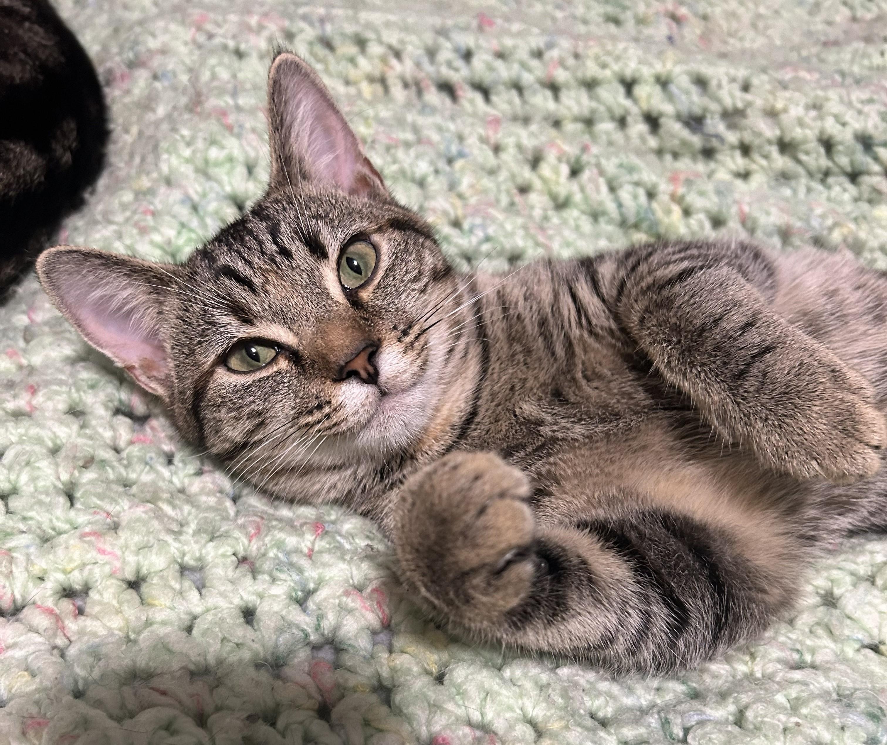 Enlarge Cassie & Carly, a Adoptable Domestic Short Hair in Floyd, VA image 1/5