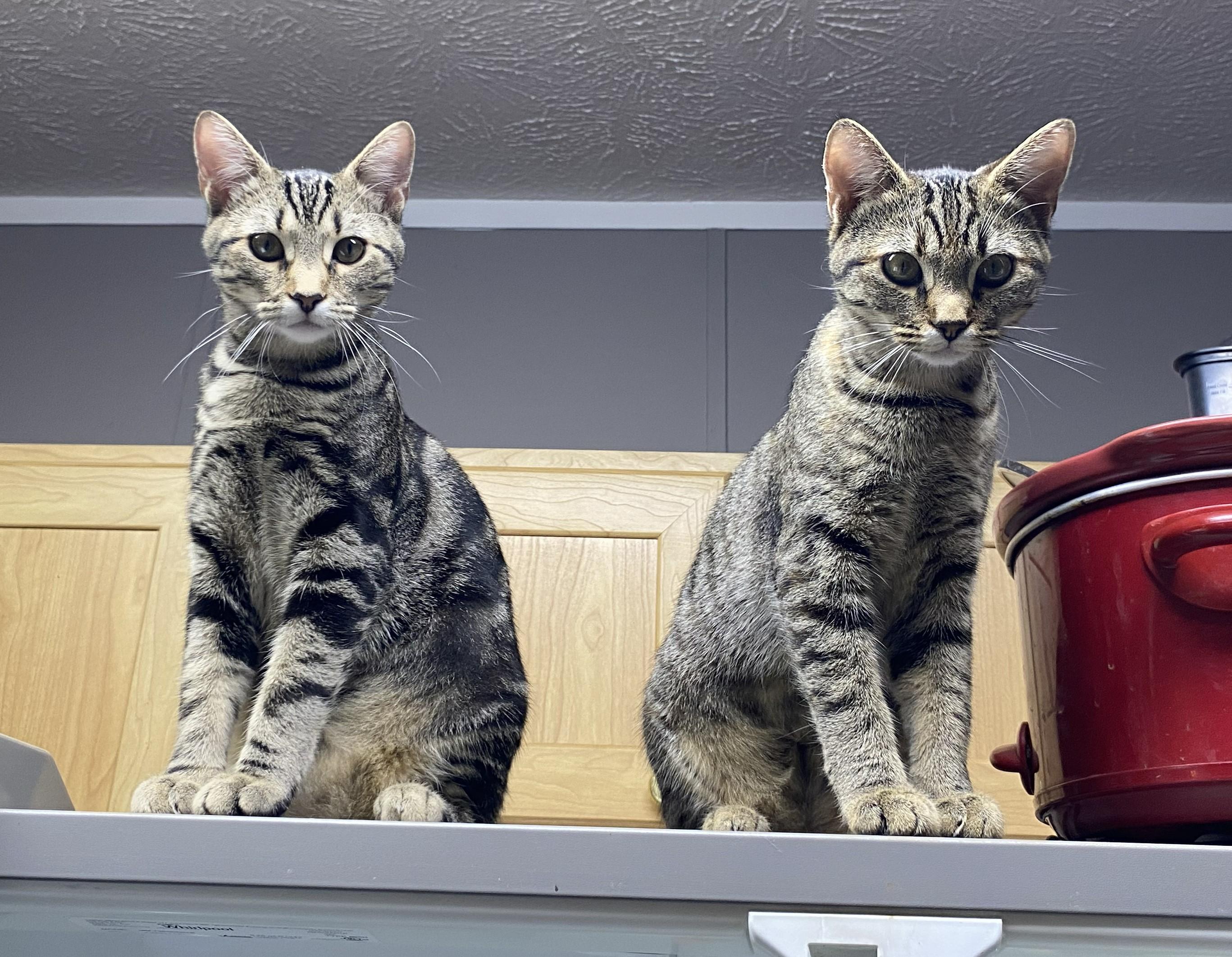 Enlarge Cassie & Carly, a Adoptable Domestic Short Hair in Floyd, VA image 2/5