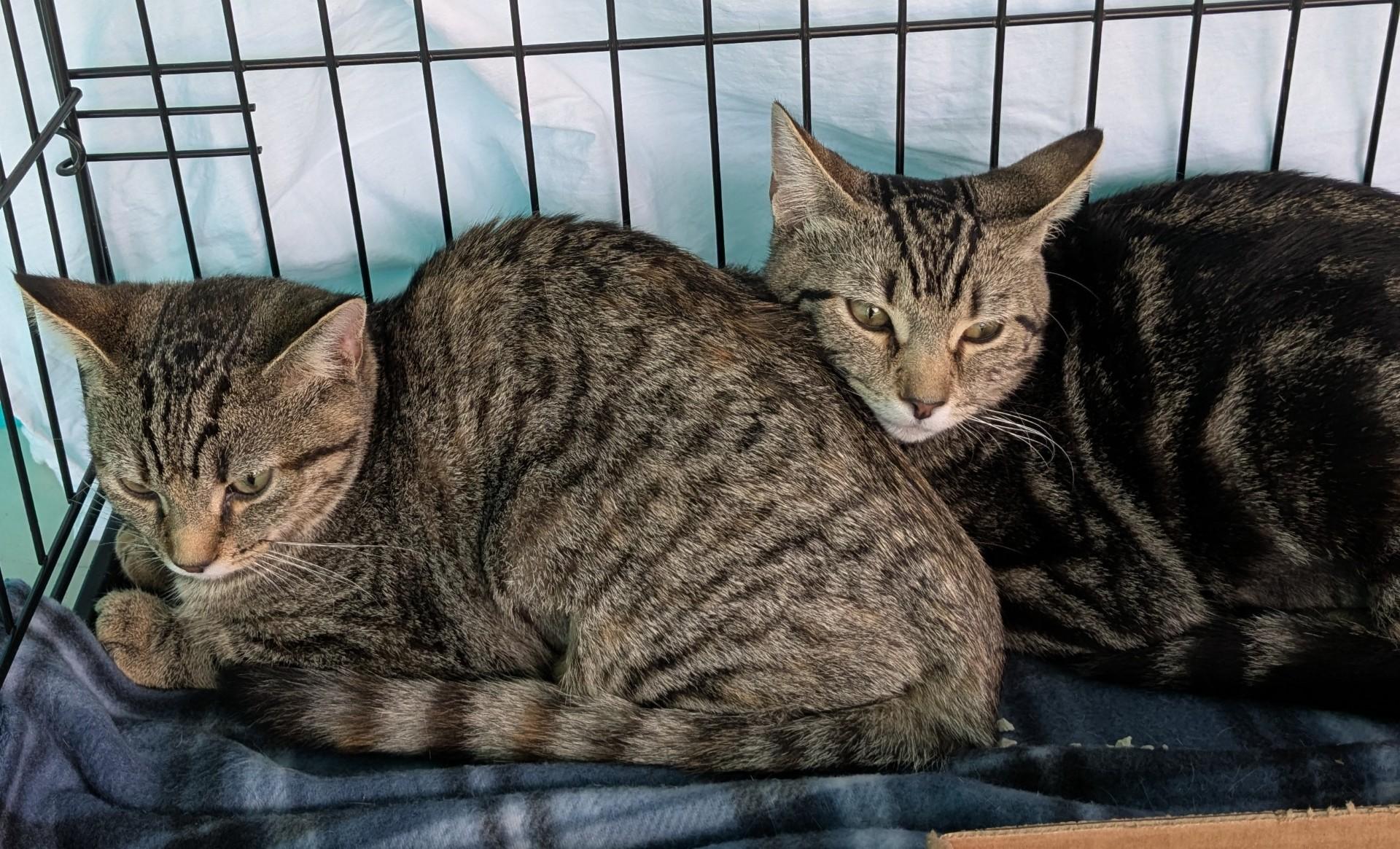 Enlarge Cassie & Carly, a Adoptable Domestic Short Hair in Floyd, VA image 5/5