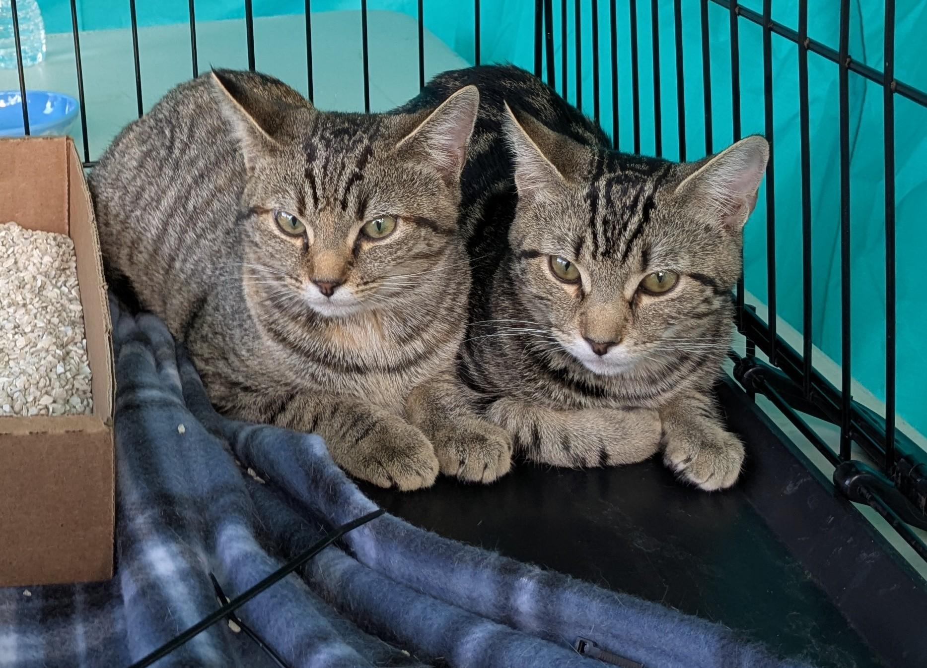 Enlarge Cassie & Carly, a Adoptable Domestic Short Hair in Floyd, VA image 3/5
