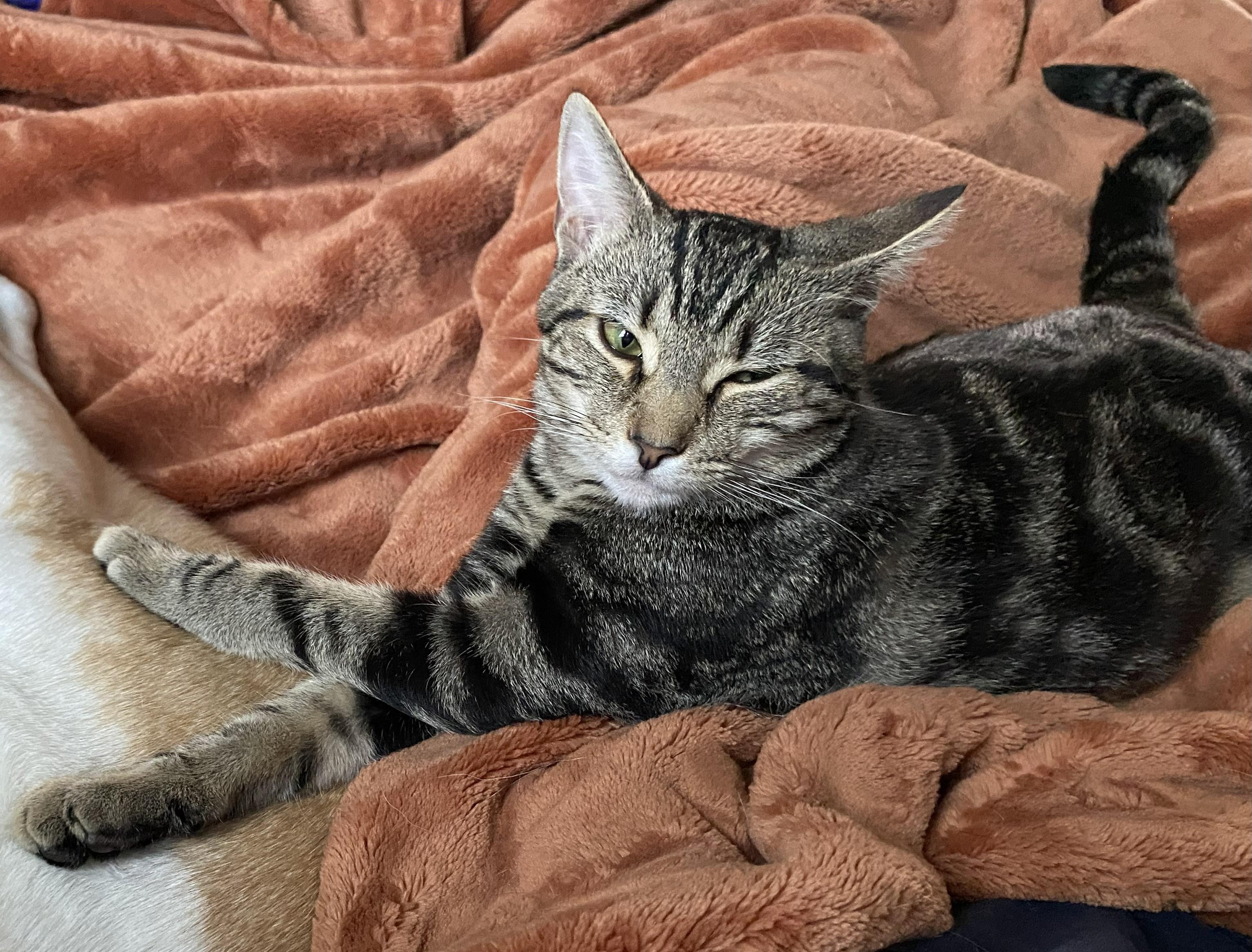 Enlarge Cassie & Carly, a Adoptable Domestic Short Hair in Floyd, VA image 4/5