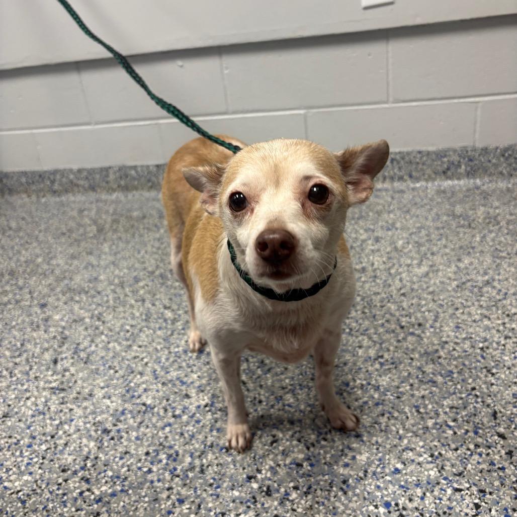 Molly, Adoptable, Senior Female Chihuahua & Mixed Breed.