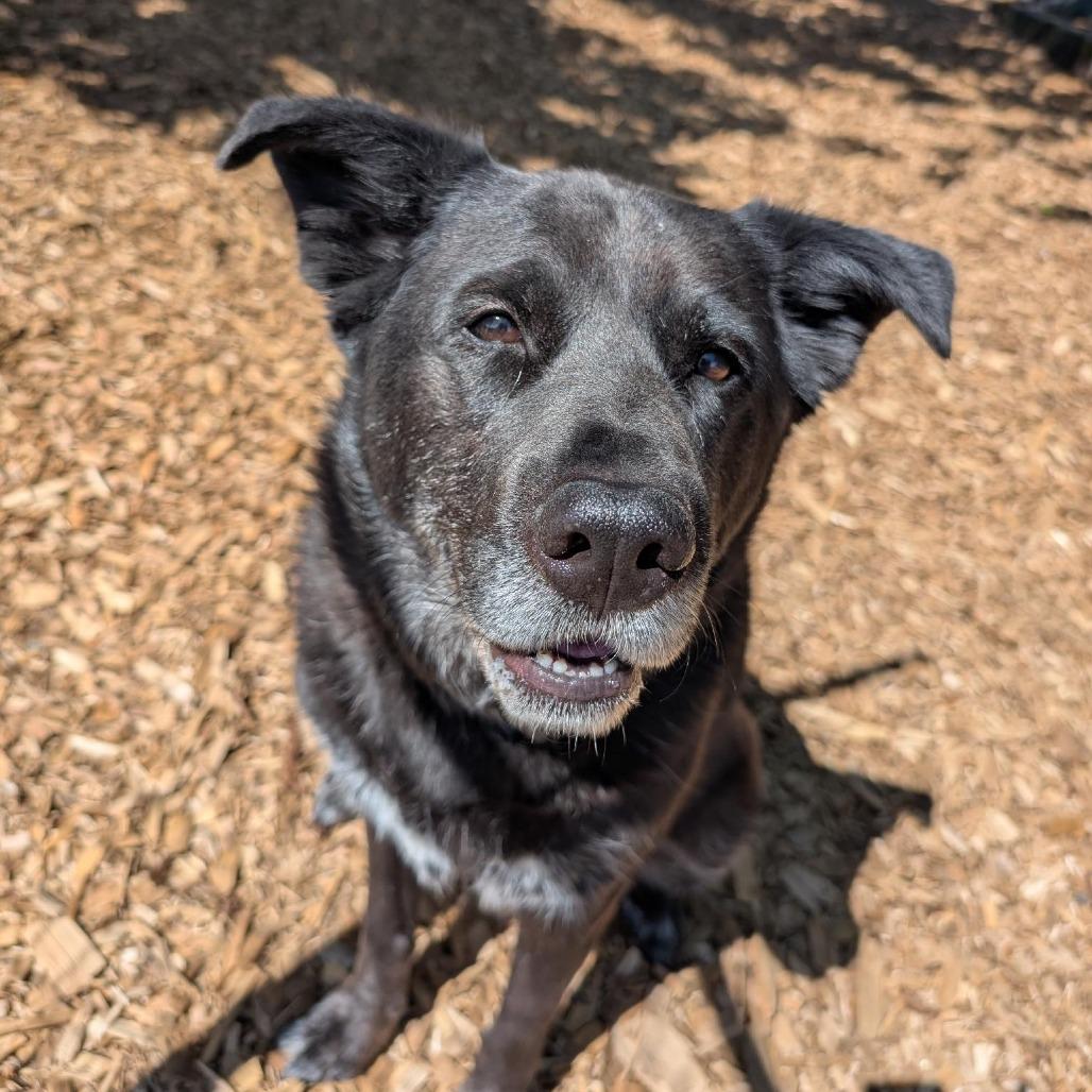 Buddy, Adoptable, Adult Male German Shepherd Dog & Labrador Retriever.