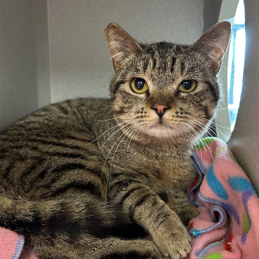 Rachel's Ginger Beer, Adoptable, Young Male Domestic Short Hair.