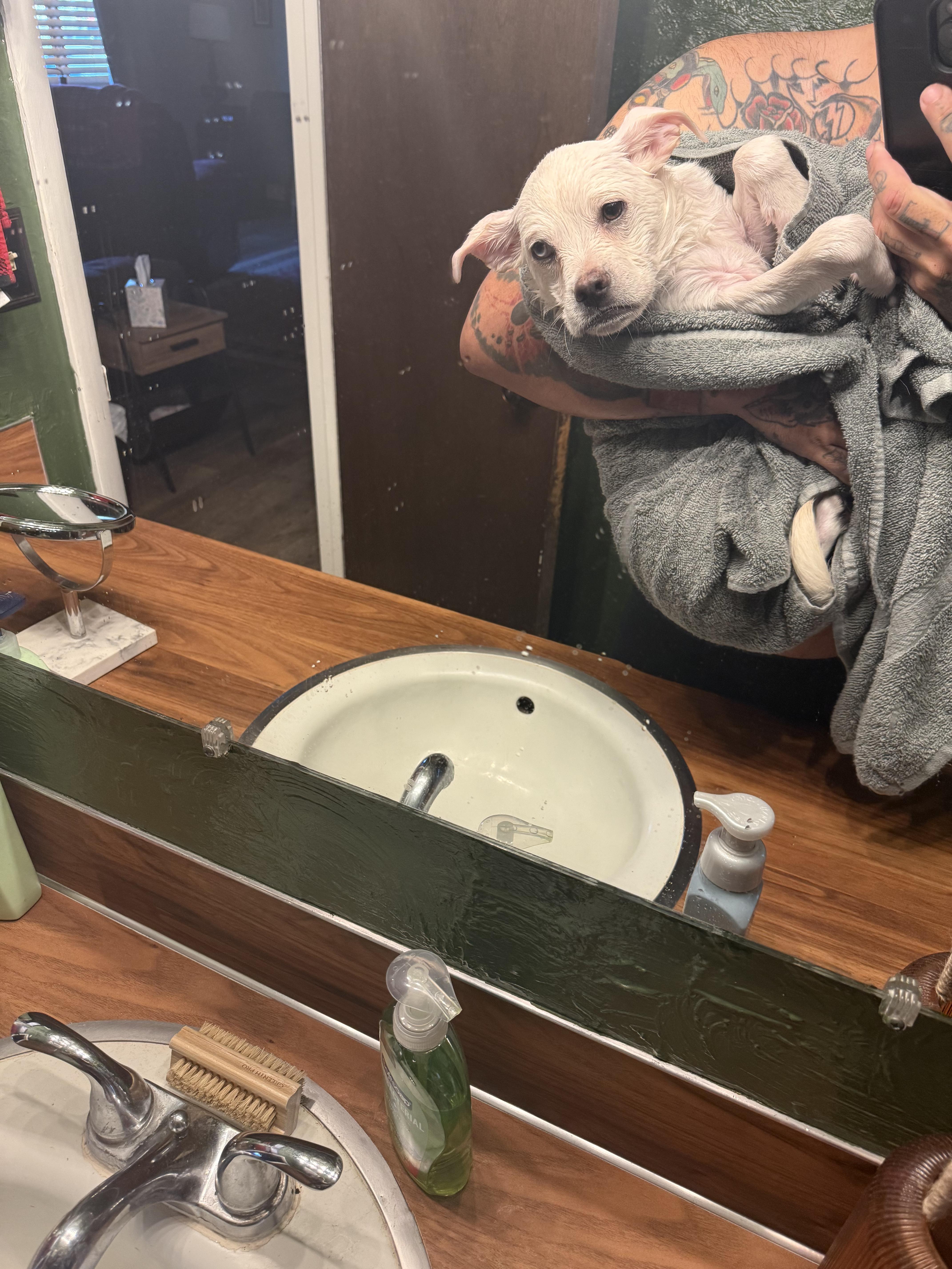 Peter, a Adoptable mixed breed in West Valley, UT image 5/5