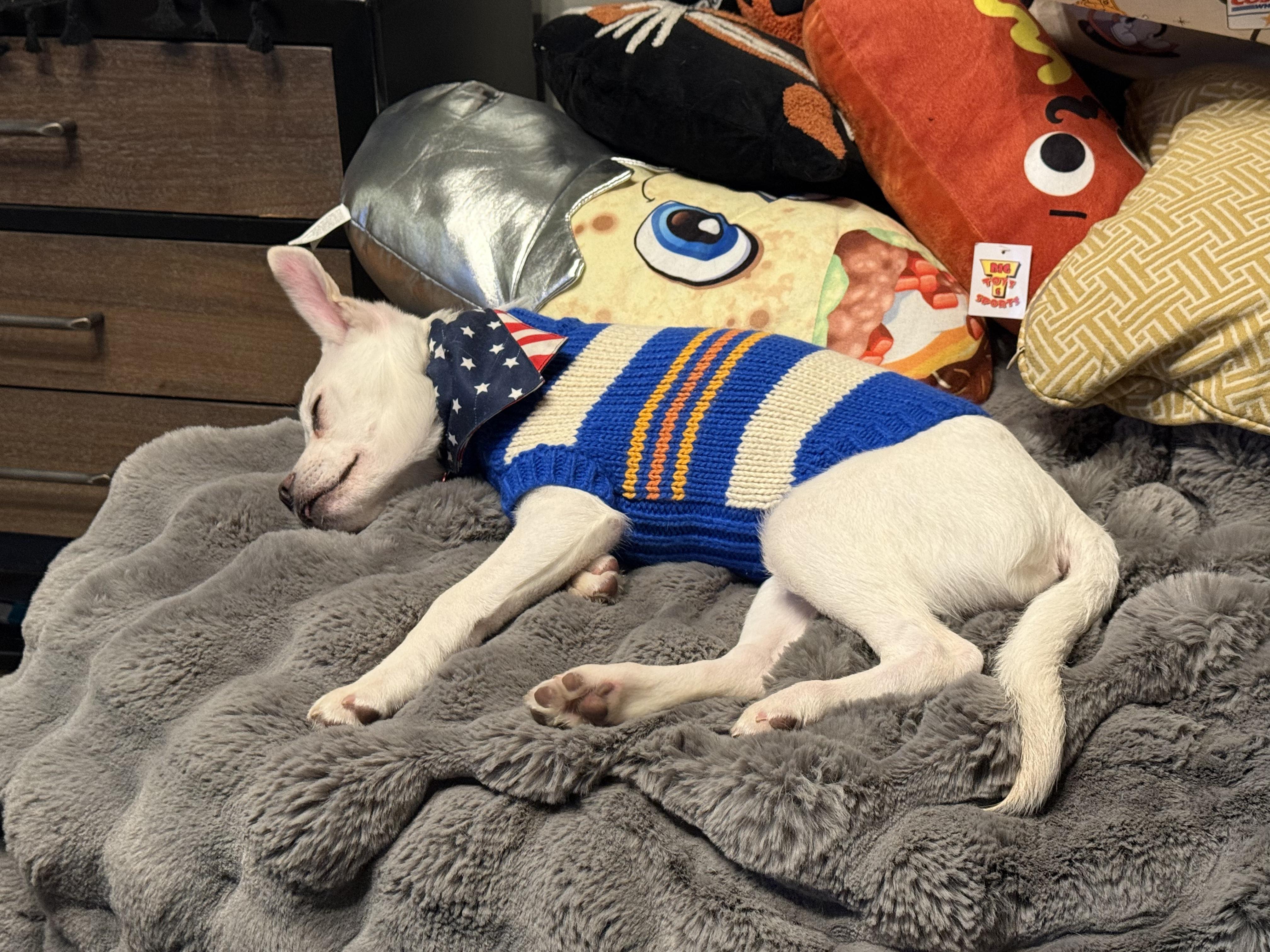 Peter, a Adoptable mixed breed in West Valley, UT image 4/5