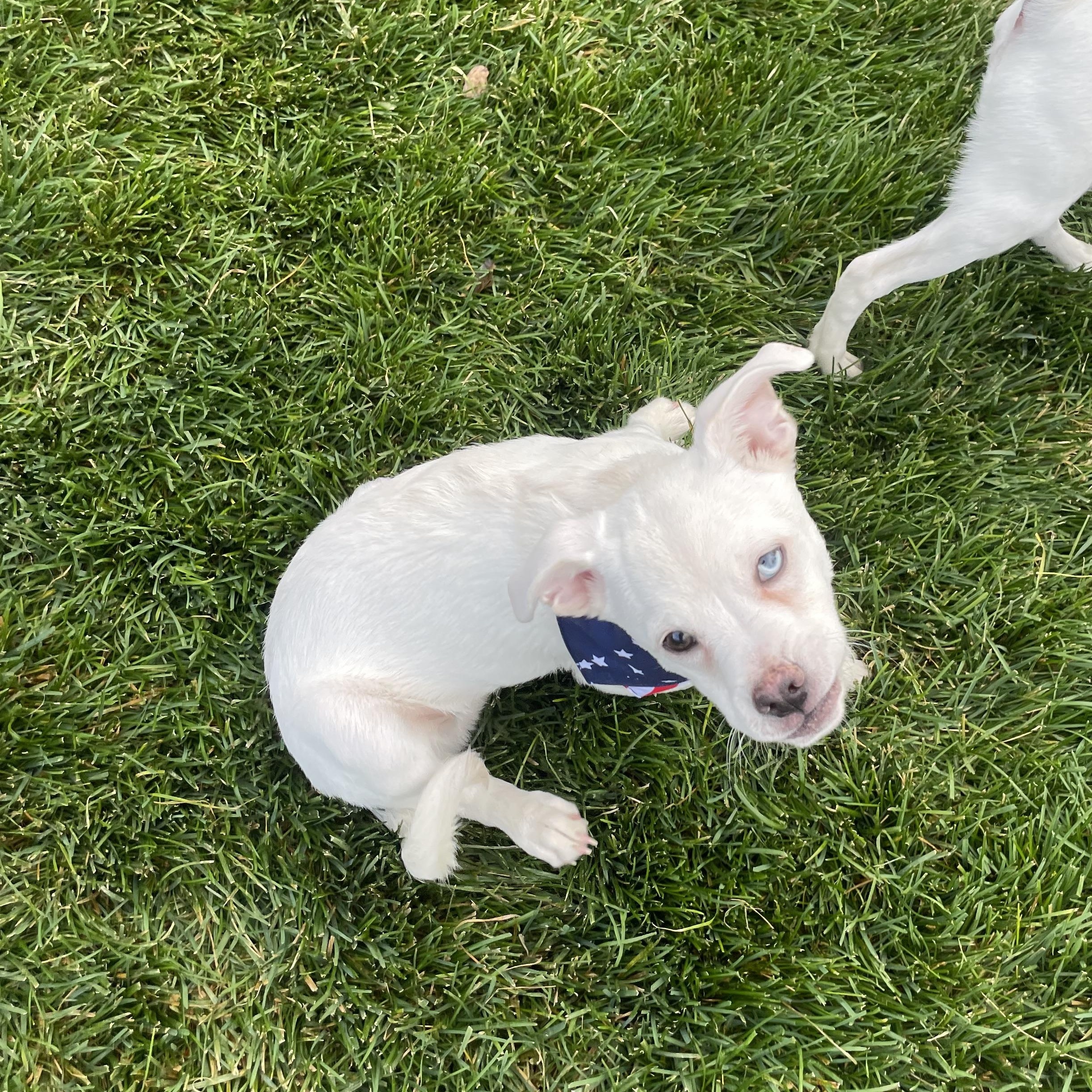 Peter, a Adoptable mixed breed in West Valley, UT image 1/5