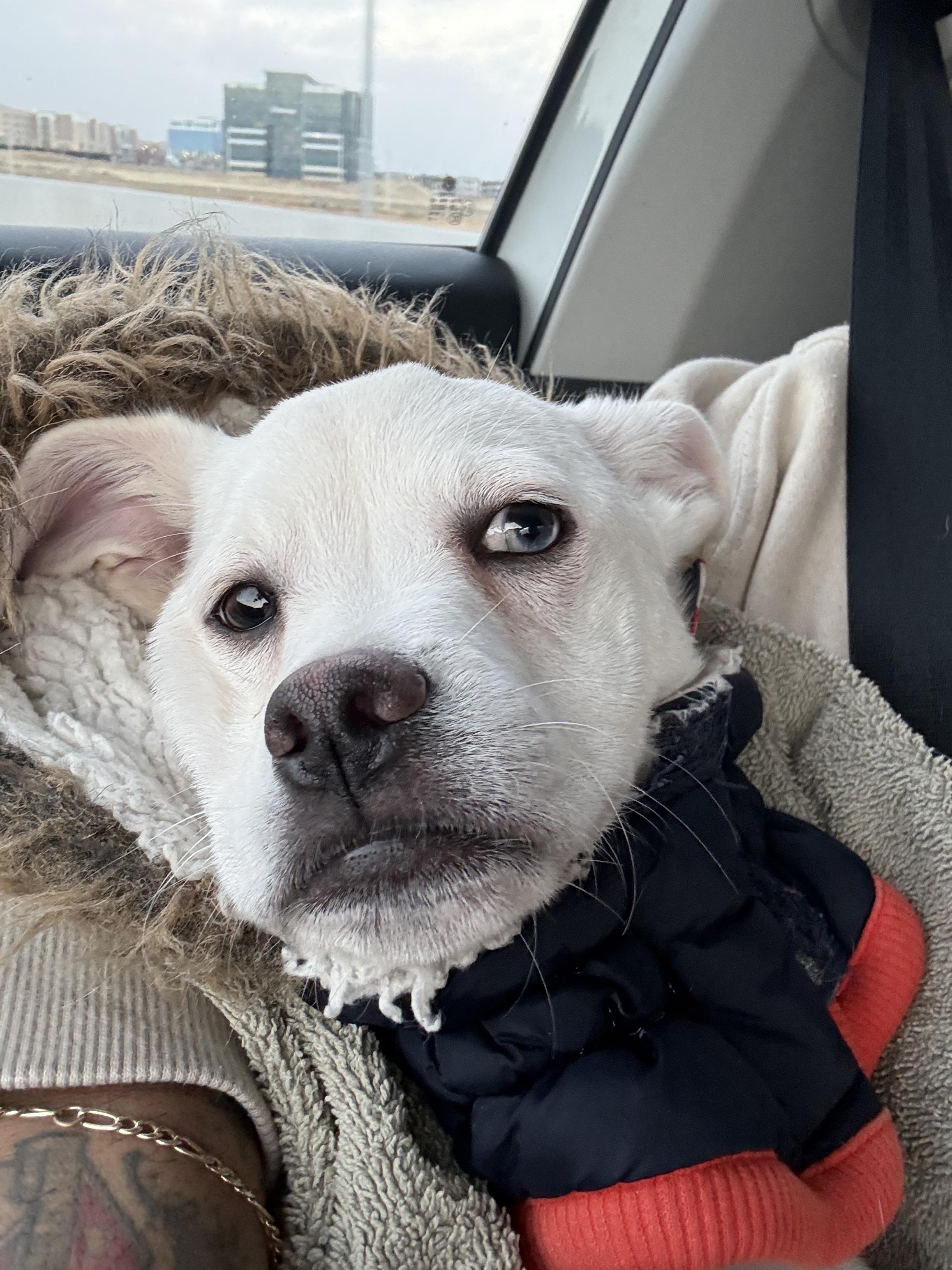 Peter, a Adoptable mixed breed in West Valley, UT image 3/5