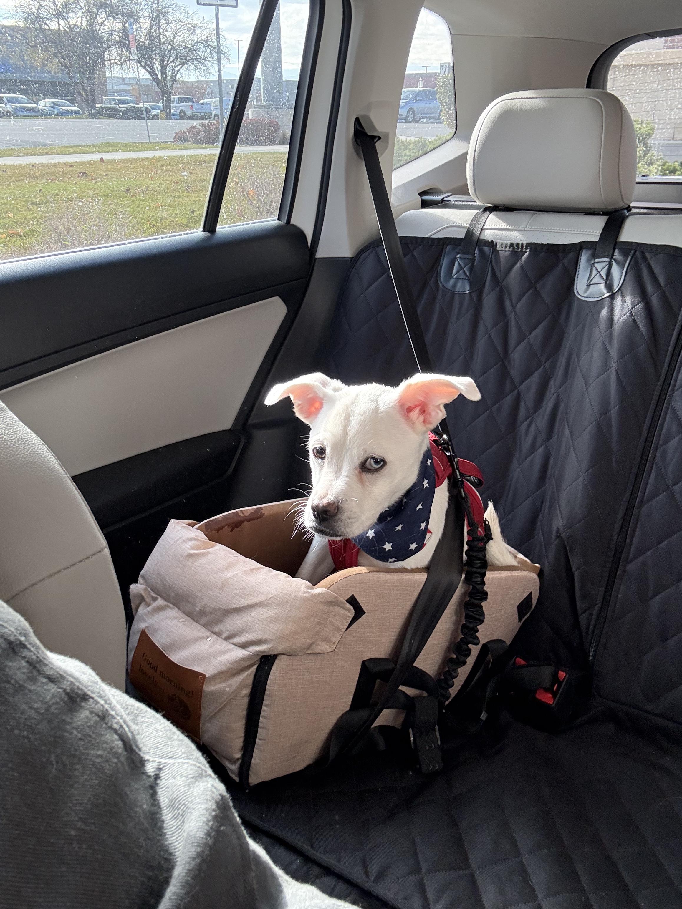 Peter, a Adoptable mixed breed in West Valley, UT image 2/5
