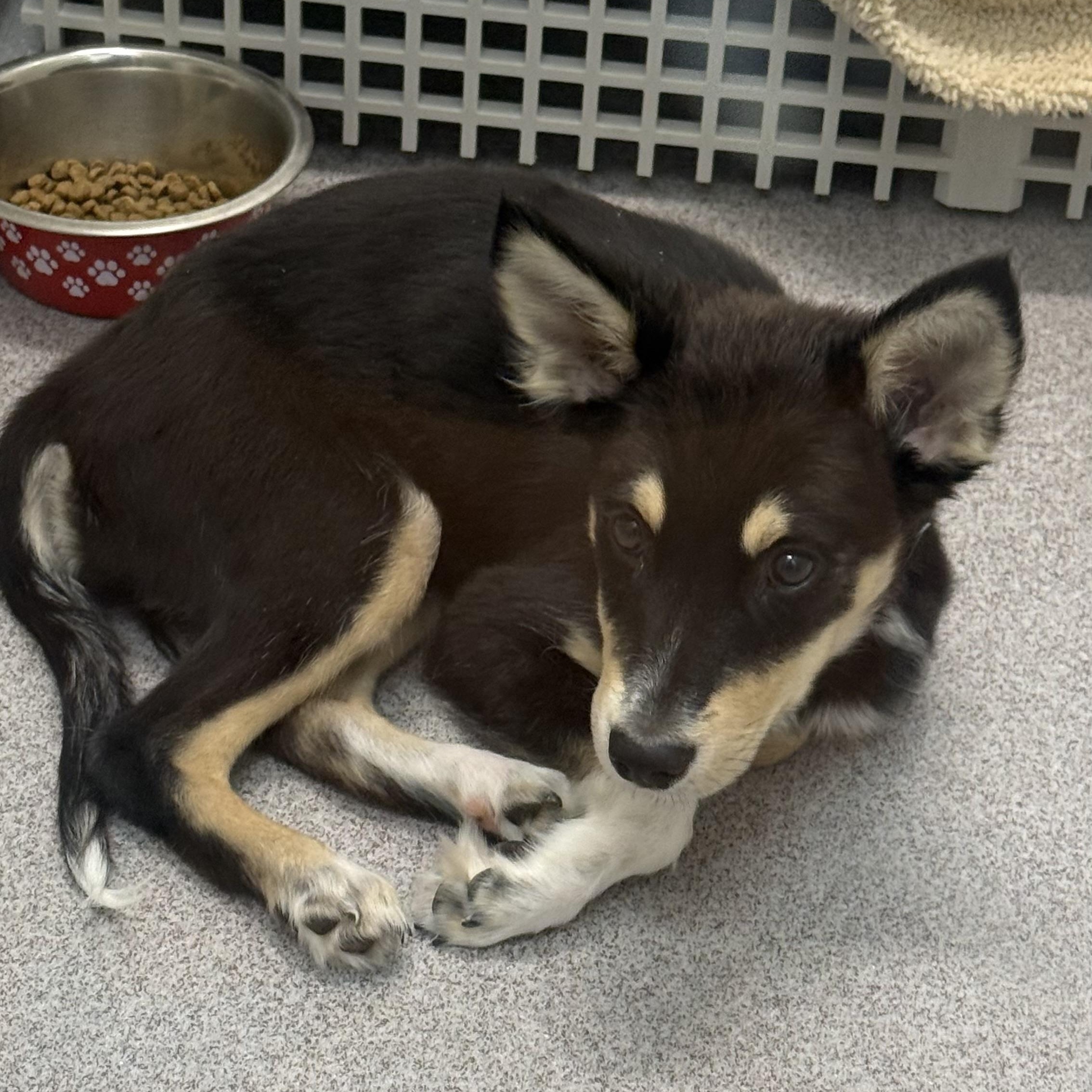 Enlarge Scully, a Adoptable mixed breed in Scottsdale, AZ image 1/2