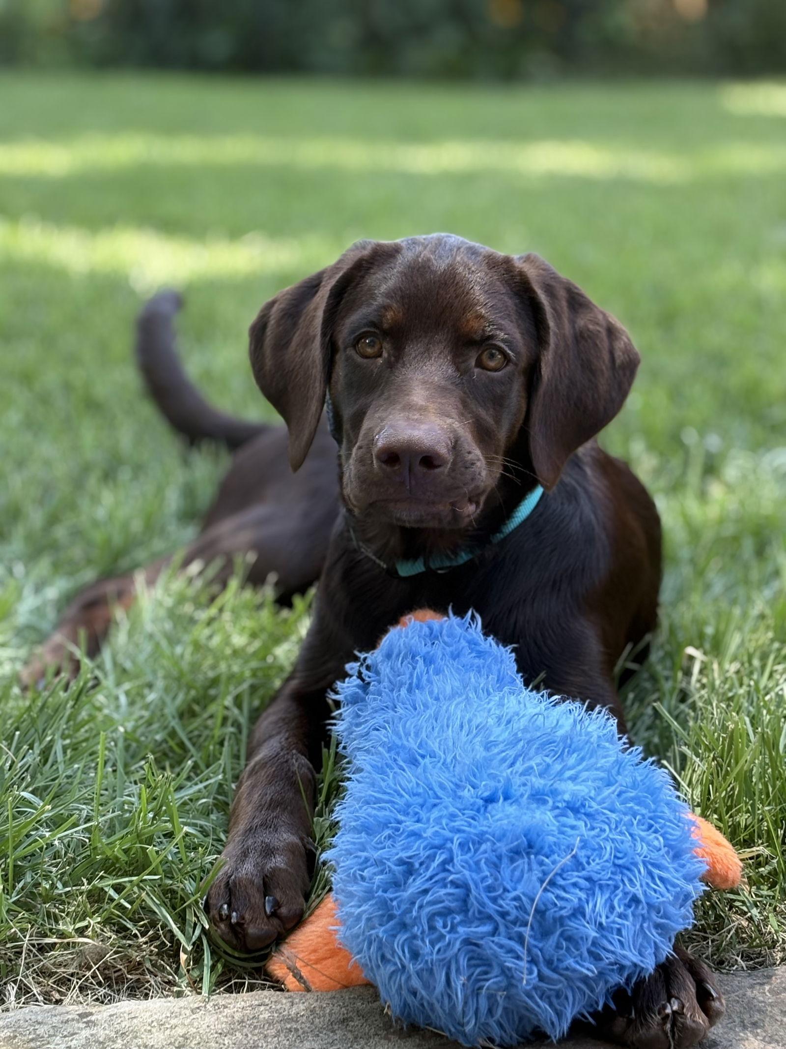 Tate, a Adoptable Labrador Retriever in Denton, TX image 1/3