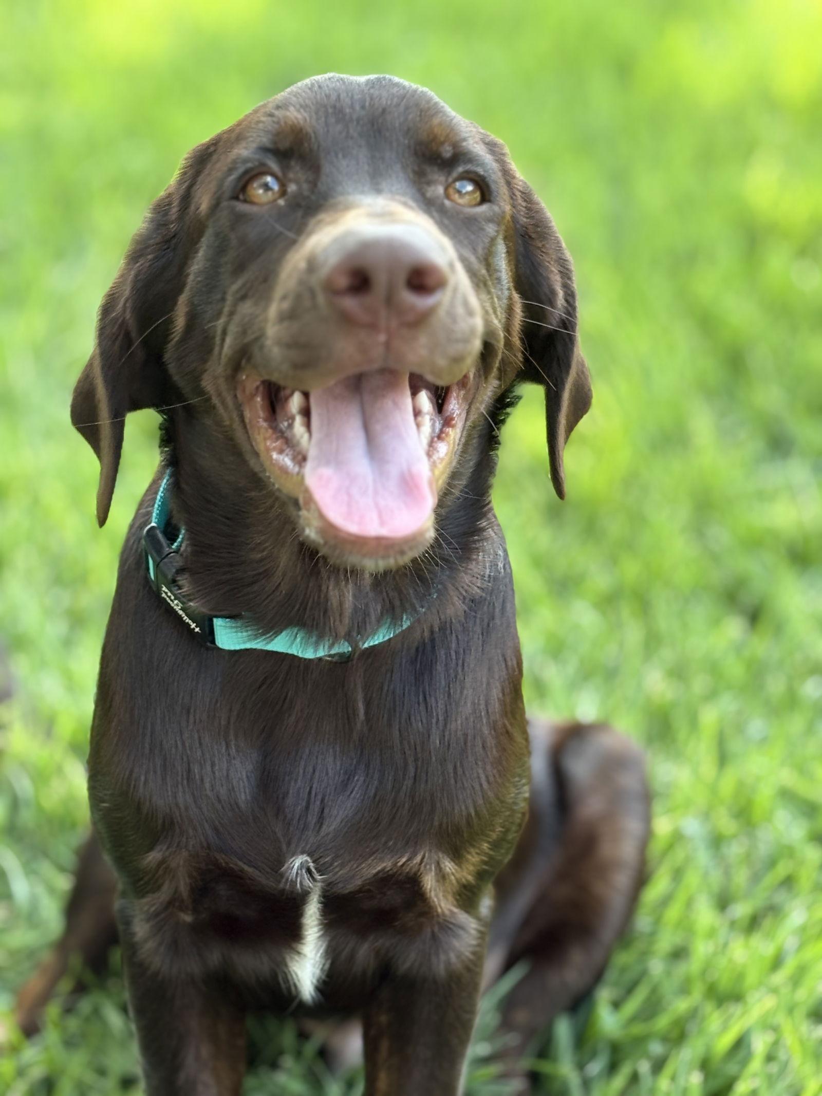 Tate, a Adoptable Labrador Retriever in Denton, TX image 2/3