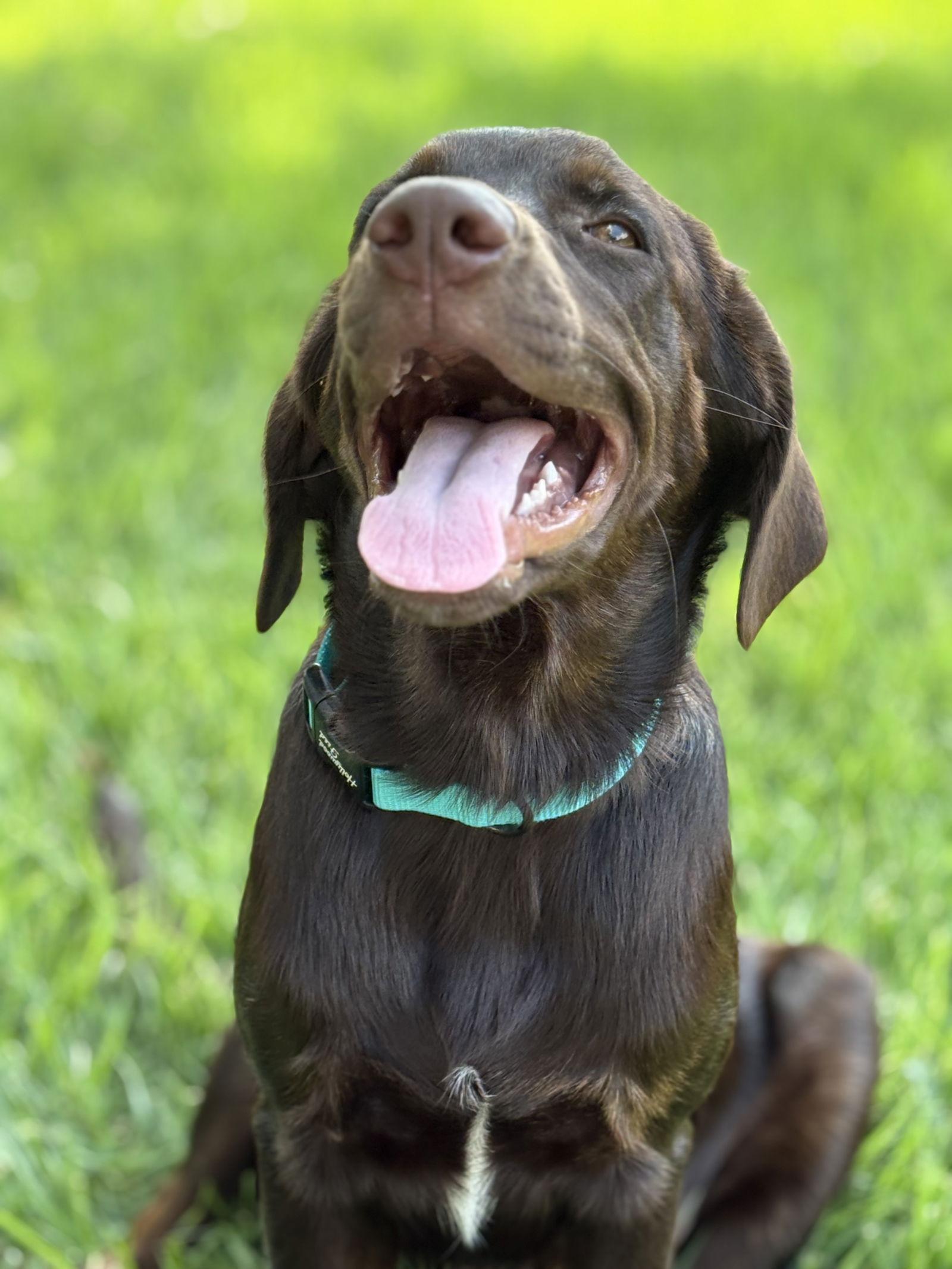 Tate, a Adoptable Labrador Retriever in Denton, TX image 3/3