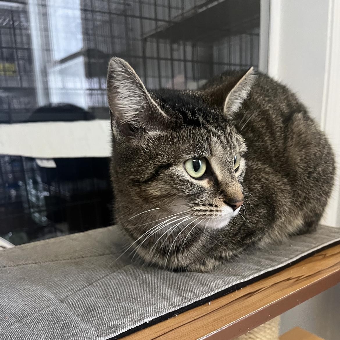 Enlarge Marilyn 2, an adopted Domestic Short Hair in Brockport, NY image 2/3