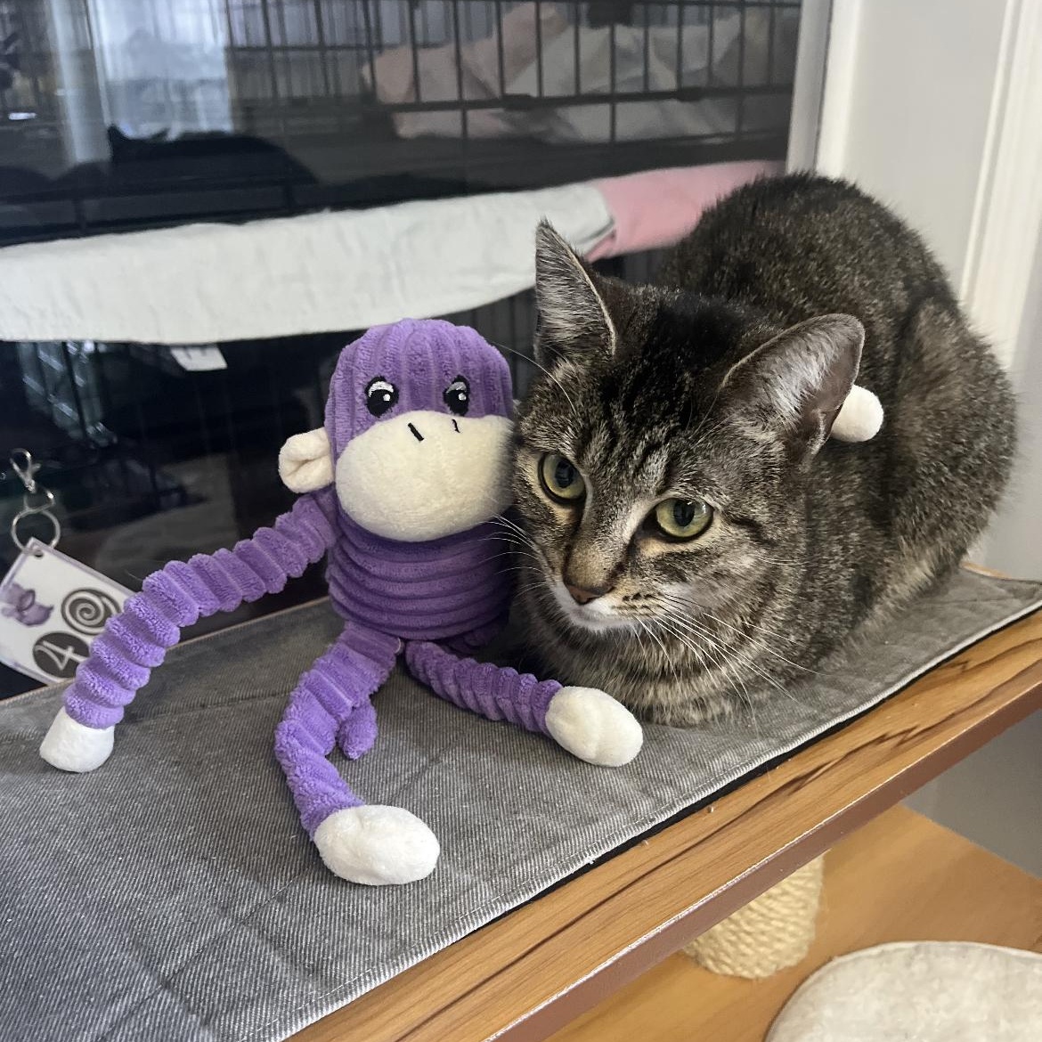 Marilyn 2, adopted, Young Female Domestic Short Hair.