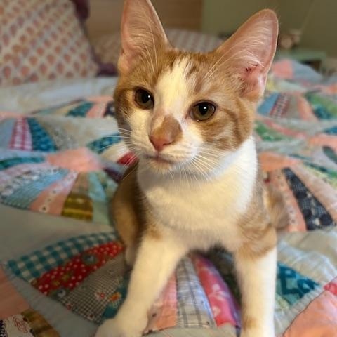 Enlarge Cheddar, a ADOPTABLE Domestic Short Hair in Chambersburg, PA image 3/5