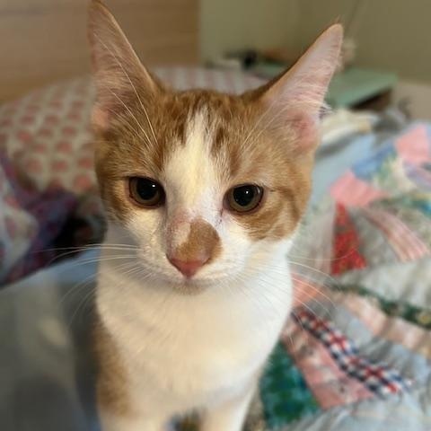 Enlarge Cheddar, a ADOPTABLE Domestic Short Hair in Chambersburg, PA image 2/5