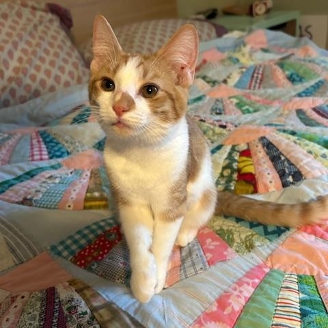 Cheddar, ADOPTABLE, Young Female Domestic Short Hair.