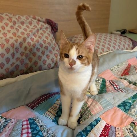 Enlarge Cheddar, a ADOPTABLE Domestic Short Hair in Chambersburg, PA image 5/5