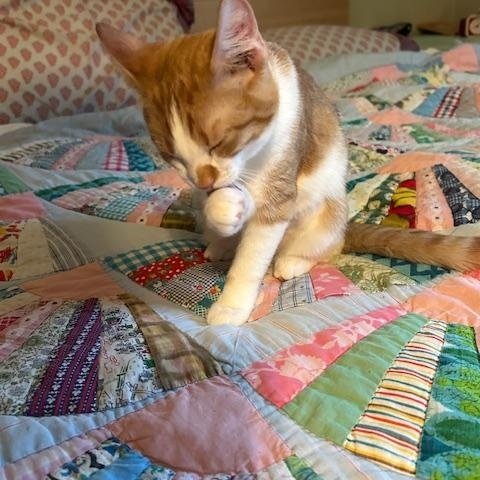 Enlarge Cheddar, a ADOPTABLE Domestic Short Hair in Chambersburg, PA image 4/5