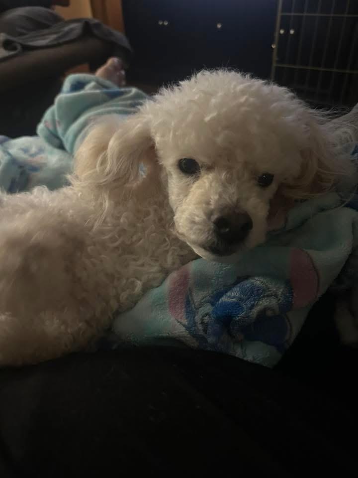 Pierre, Adoptable, Adult Male Poodle.