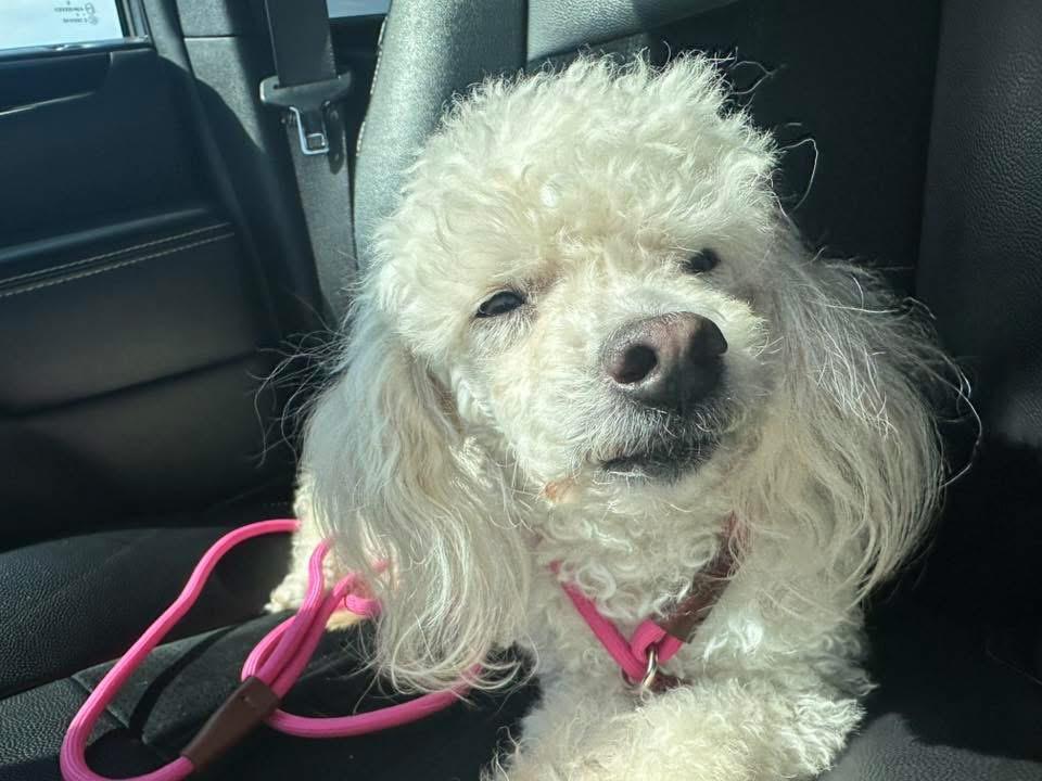 Enlarge Pierre, a Adoptable mixed breed in Bristol, WI image 2/6