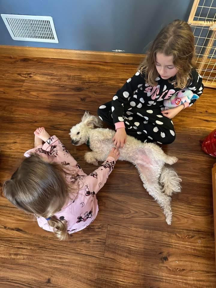 Enlarge Pierre, a Adoptable mixed breed in Bristol, WI image 3/6