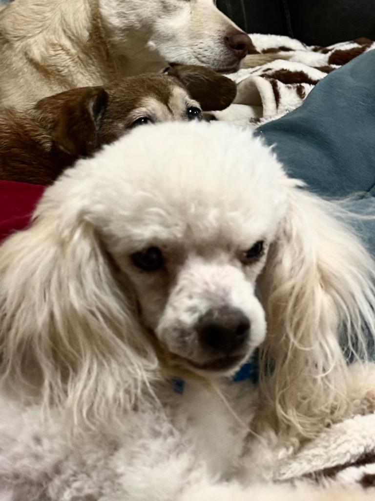 Enlarge Pierre, a Adoptable mixed breed in Bristol, WI image 4/6