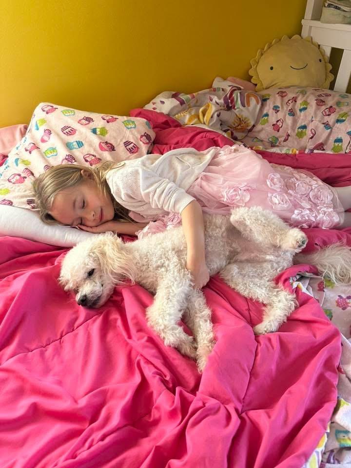 Enlarge Pierre, a Adoptable mixed breed in Bristol, WI image 5/6