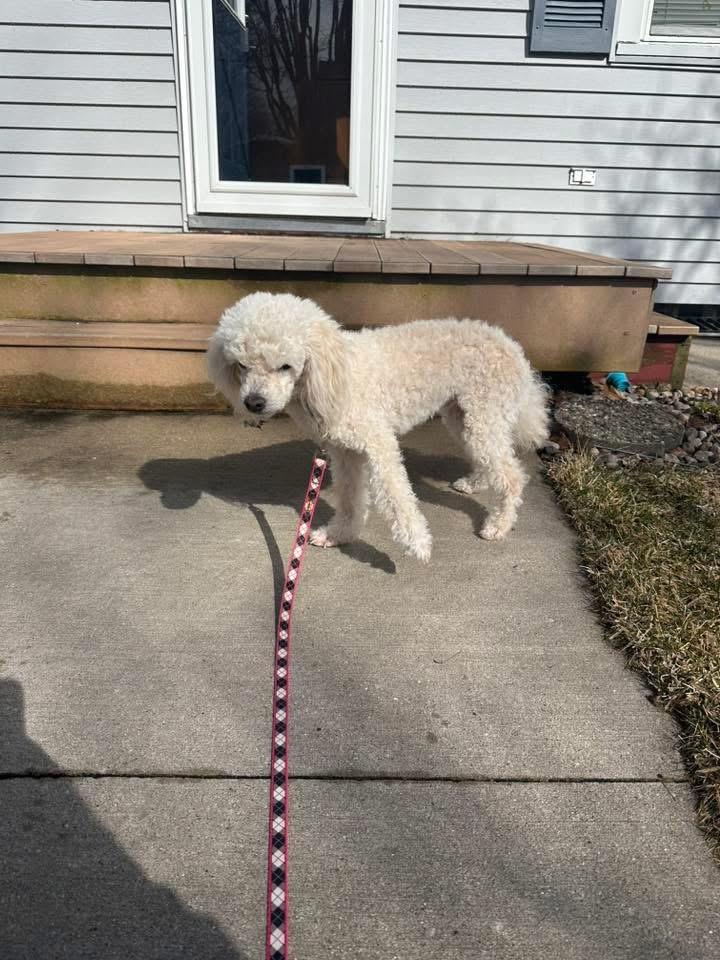 Enlarge Pierre, a Adoptable mixed breed in Bristol, WI image 6/6