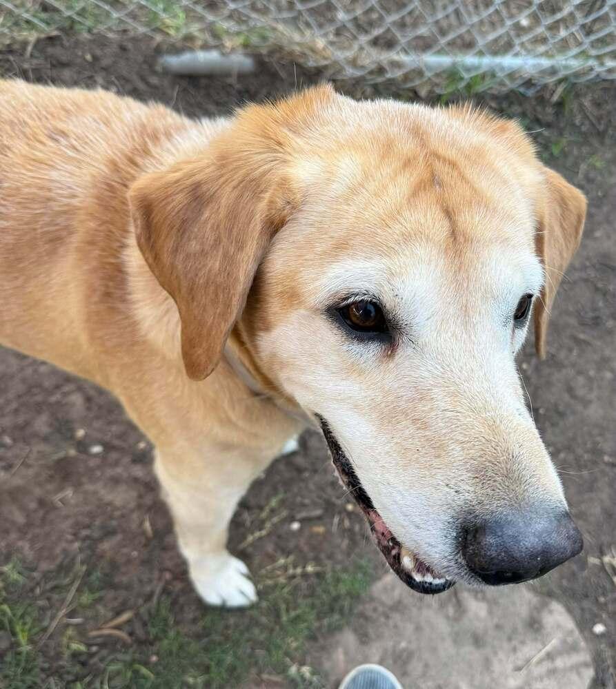 Bardeau / Maverick, Adoptable, Adult Male Labrador Retriever.