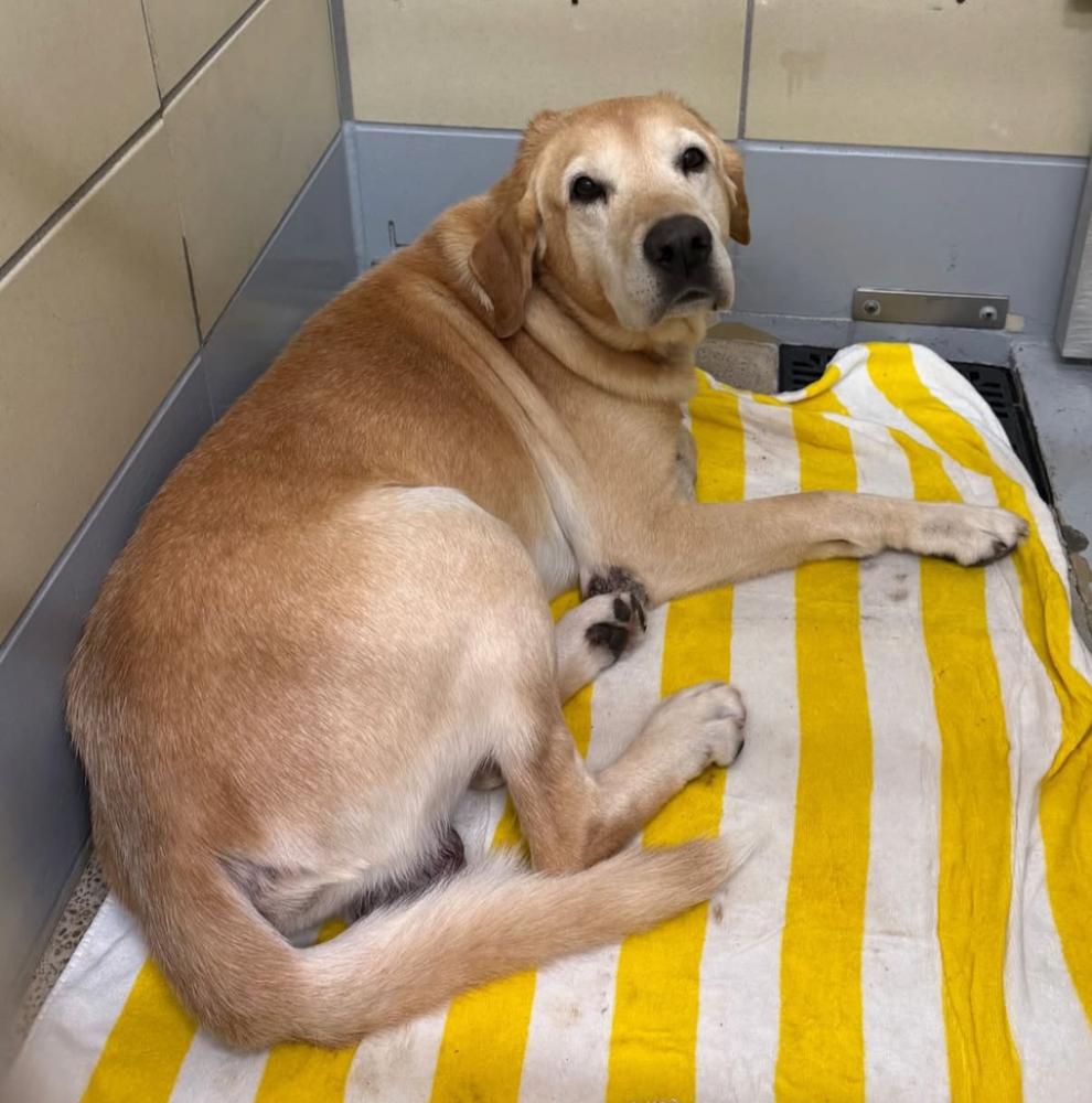 Bardeau / Maverick, Adoptable, Adult Male Labrador Retriever.