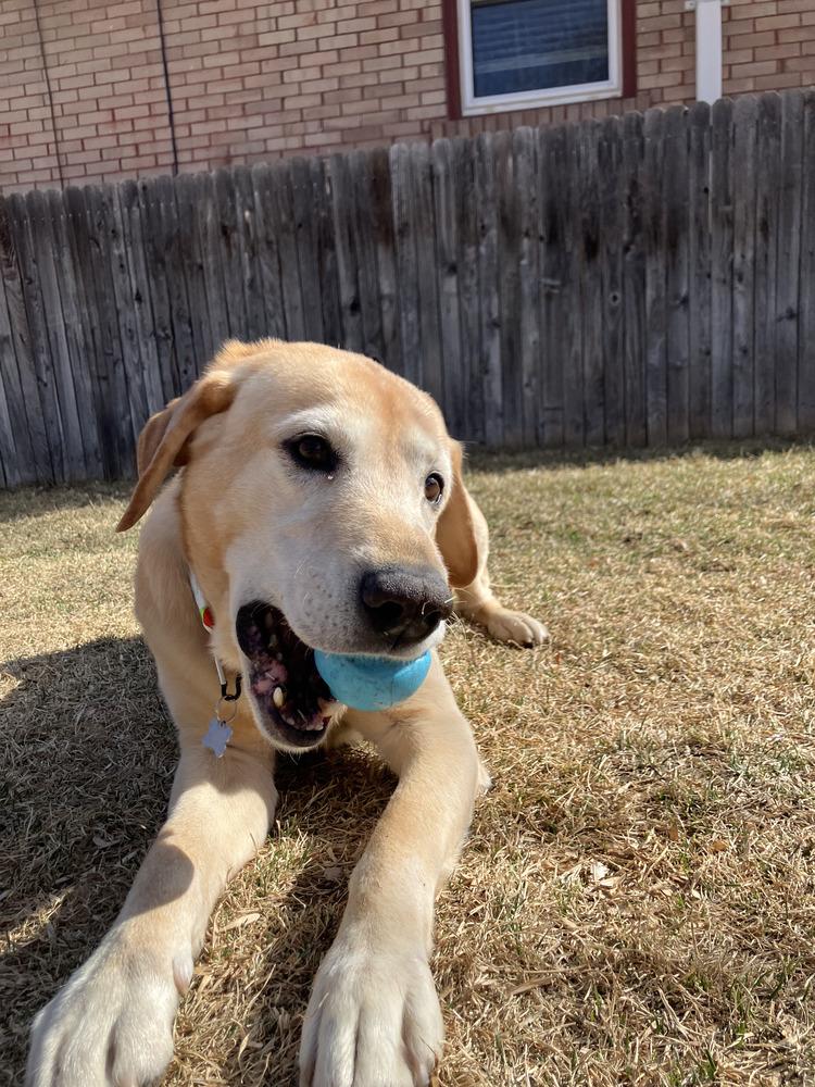 Bardeau / Maverick, a Adoptable Labrador Retriever in Broomfield, CO image 2/6