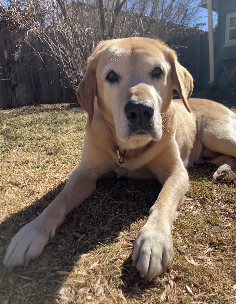 Bardeau / Maverick, a Adoptable Labrador Retriever in Broomfield, CO image 3/6