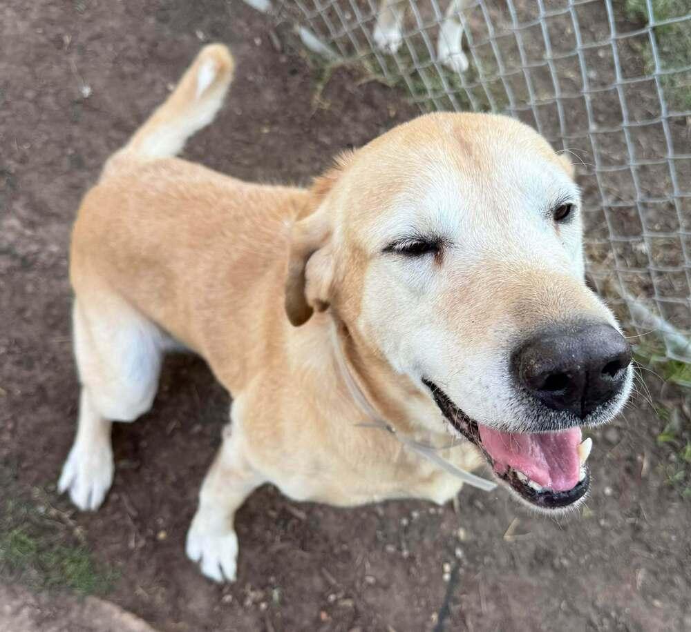 Bardeau / Maverick, a Adoptable Labrador Retriever in Broomfield, CO image 5/6