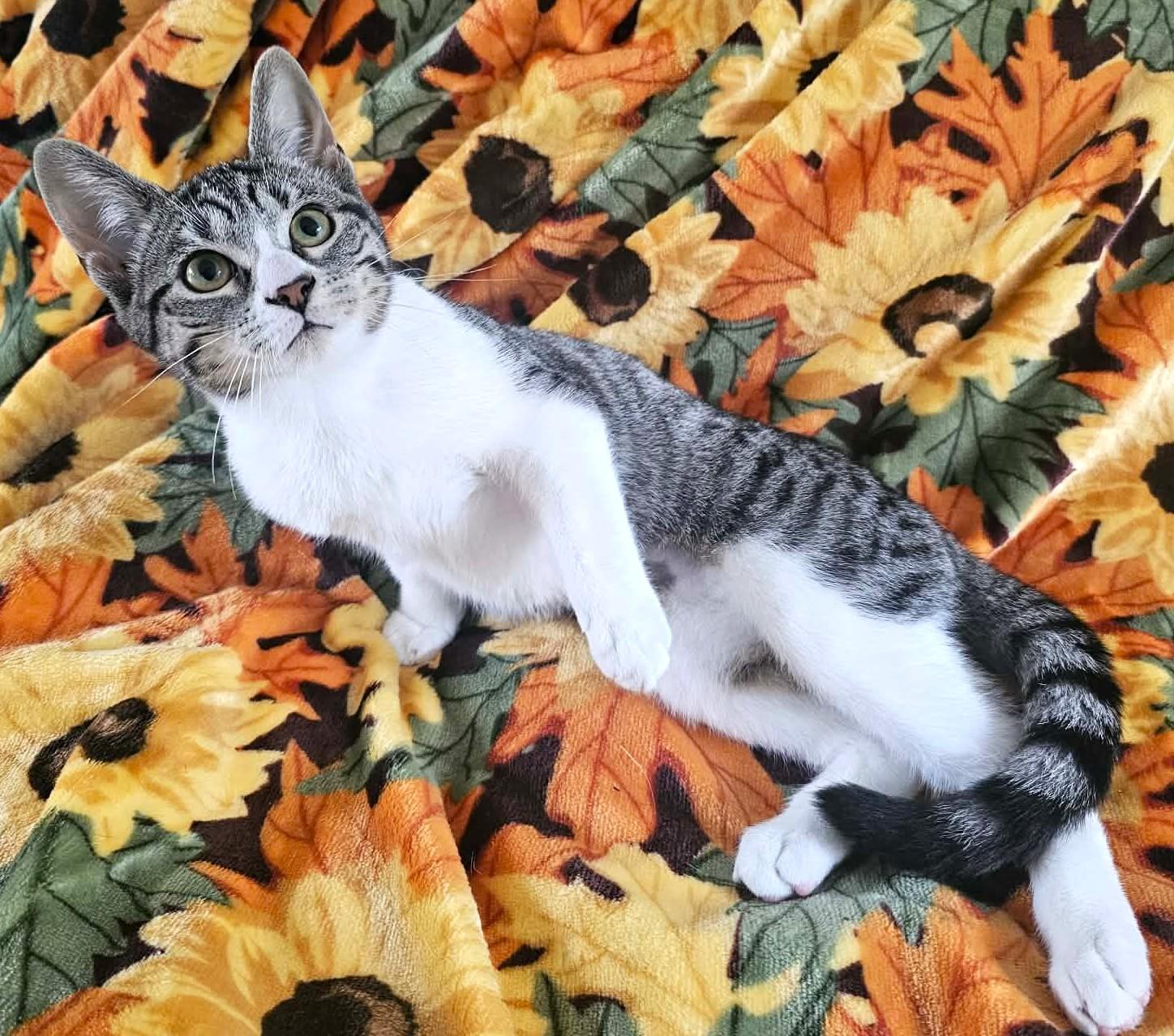 Sukie, ADOPTABLE, Kitten Female Domestic Short Hair & Tabby.