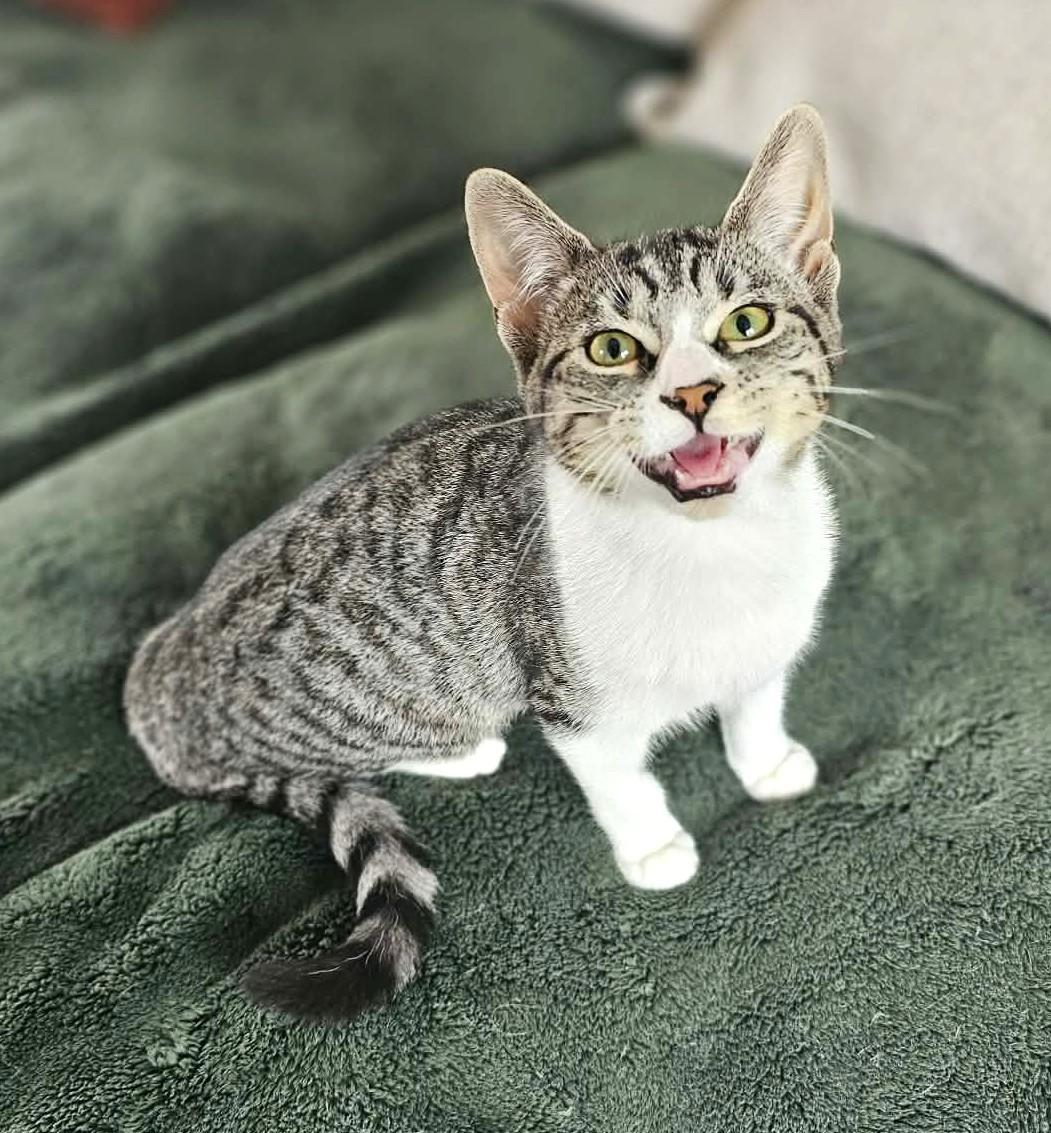 Enlarge Sukie, a ADOPTABLE mixed breed in Chertsey, QC image 3/4