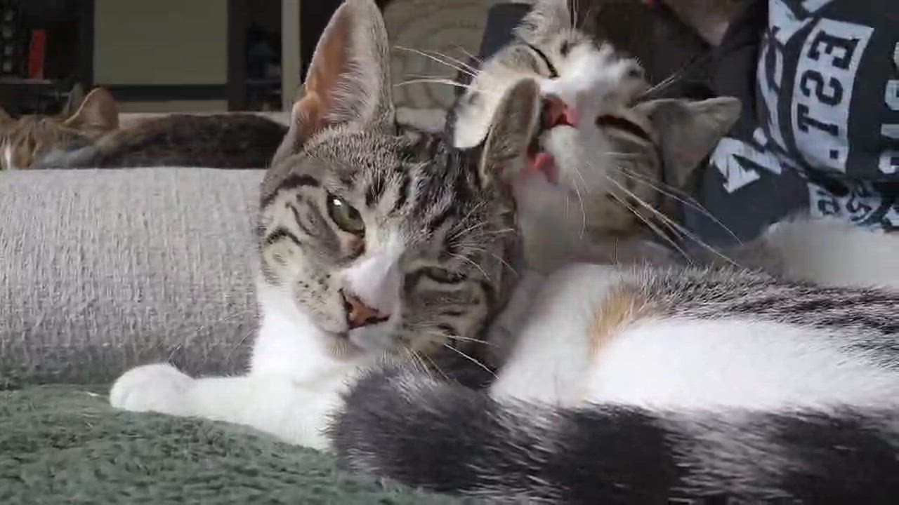 Enlarge Sukie, a ADOPTABLE mixed breed in Chertsey, QC video 2/4